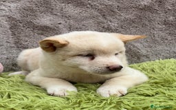 Shiba Inu perros en venta: CAMADA DE SHIBA INU DISPONIBLES - Imagen 7