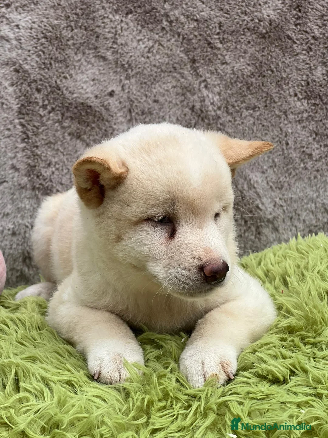 Shiba Inu perros en venta: CAMADA DE SHIBA INU DISPONIBLES - Anuncio 7
