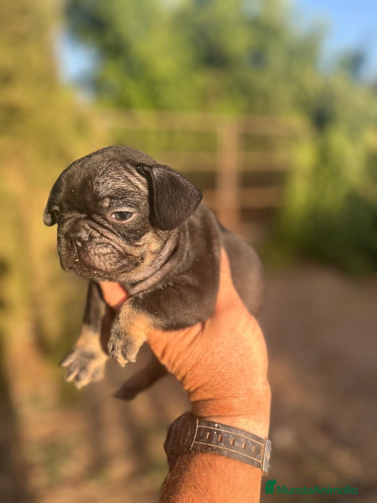 Bulldog Francés perros Bulldog Frances Black and Tan - Anuncio 3