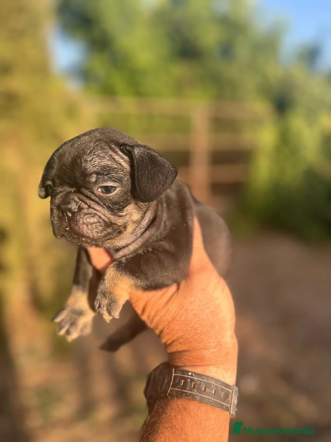 Bulldog Francés perros en venta: Bulldog Frances Black and Tan - Anuncio 1