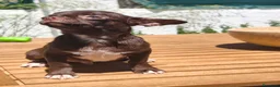 Chihuahua perros en venta: Chihuahua chocolate  - Anuncio 5