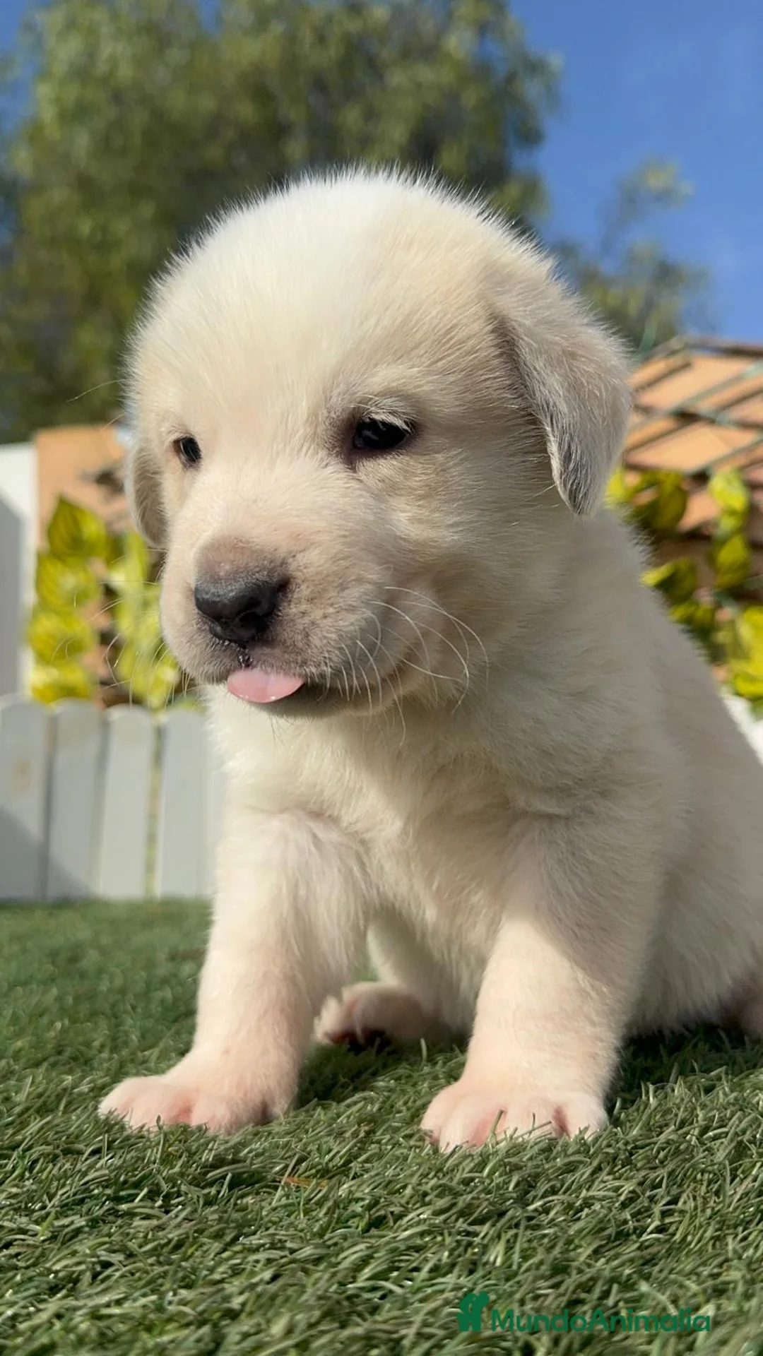 Mastín Español perros en venta: MASTIN ESPAÑOL - Anuncio 19