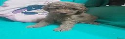Caniche Toy perros en venta: CANICHE TOY - Anuncio 20