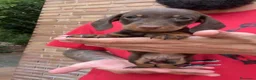 Teckel perros en venta: TECKEL KANINCHEN TECKEL DEL PALMERAL  en Madrid - Anuncio 4