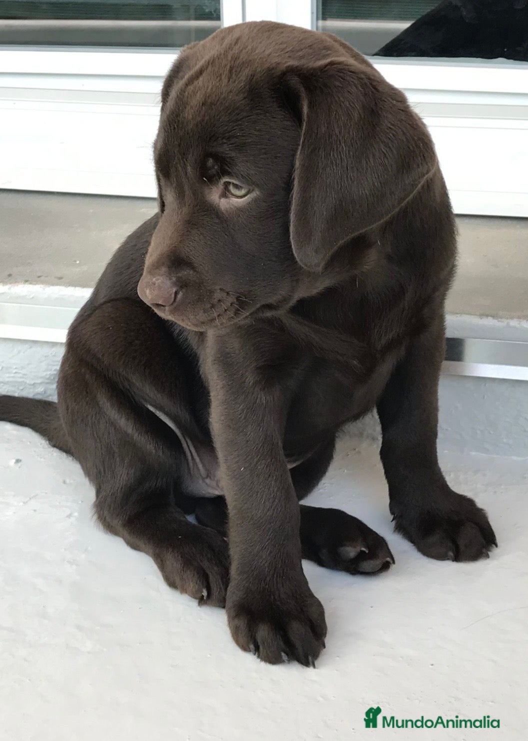 Labrador Retriever perros Labrador chocolate último macho🐶🐾 - Anuncio 2