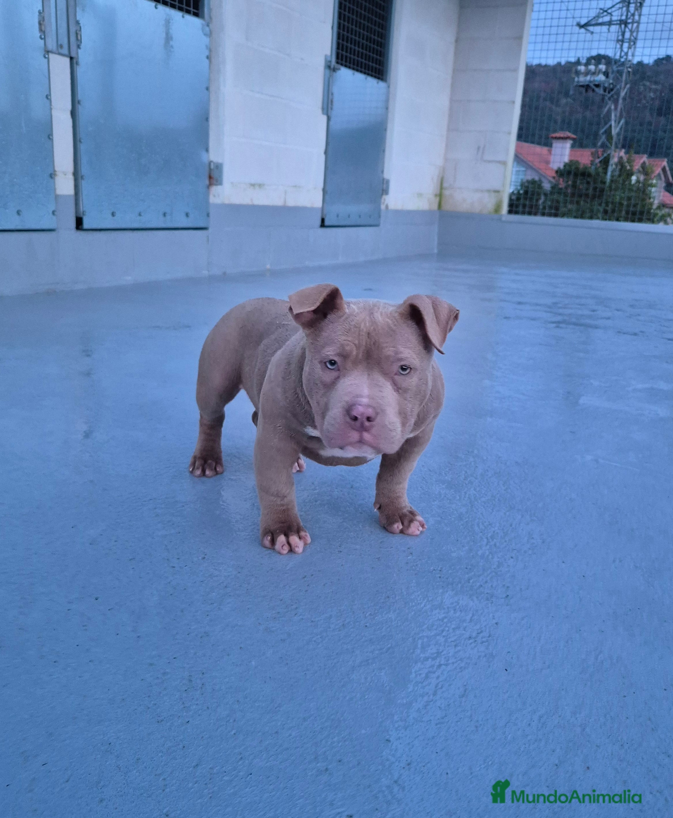 American Bully perros American Bully Pocket  - Anuncio 2