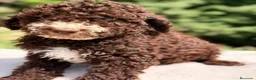 Perro de Agua Español perros en venta: Pdae chocolate  - Anuncio 5