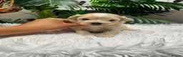 Maltipoo perros en venta: MALTIPOO - Anuncio 21