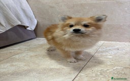 Pomerania perros en venta: OPORTUNIDAD Spitz pomerania  - Anuncio 6