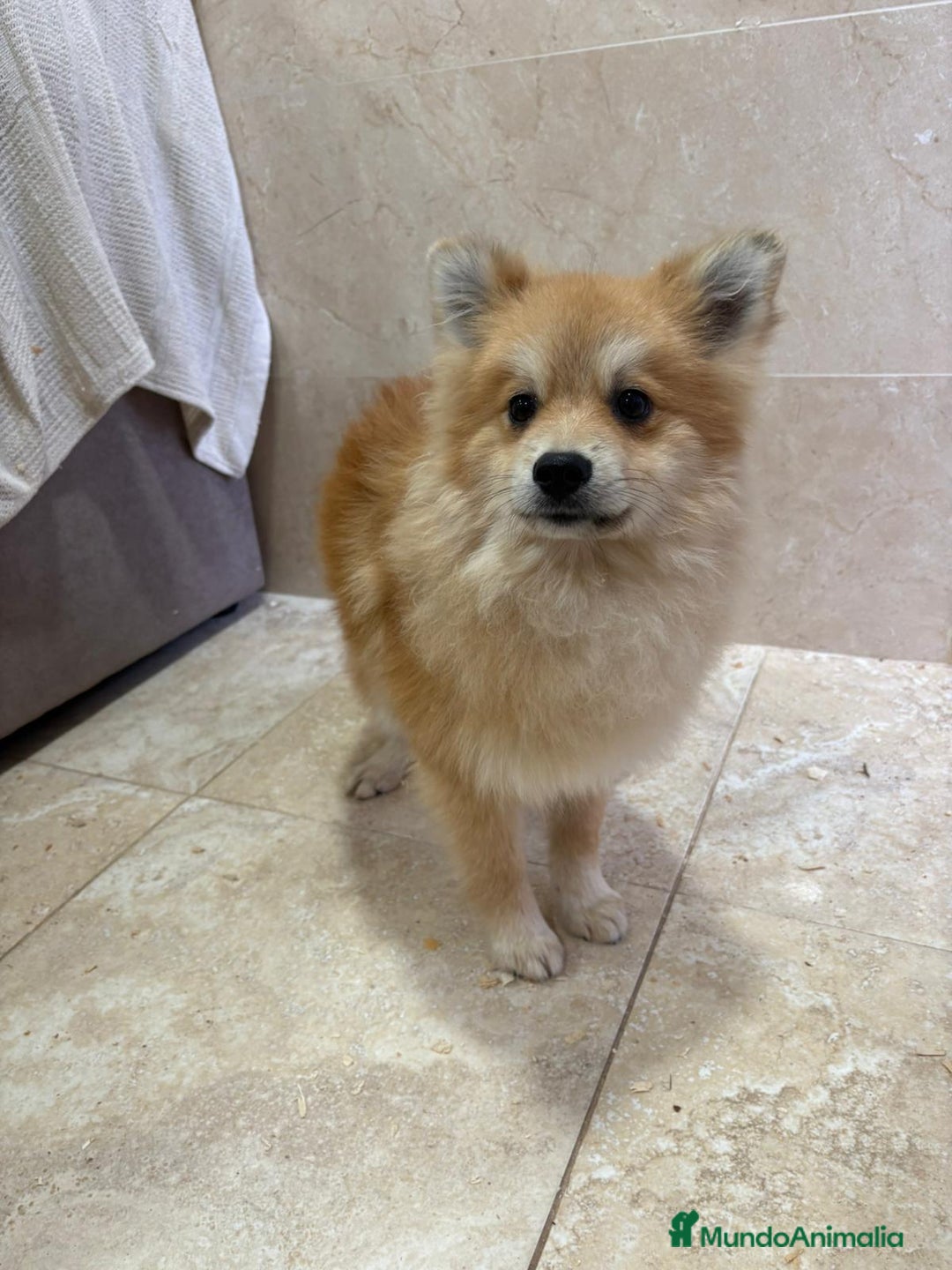 Pomerania perros en venta: OPORTUNIDAD Spitz pomerania  - Anuncio 6