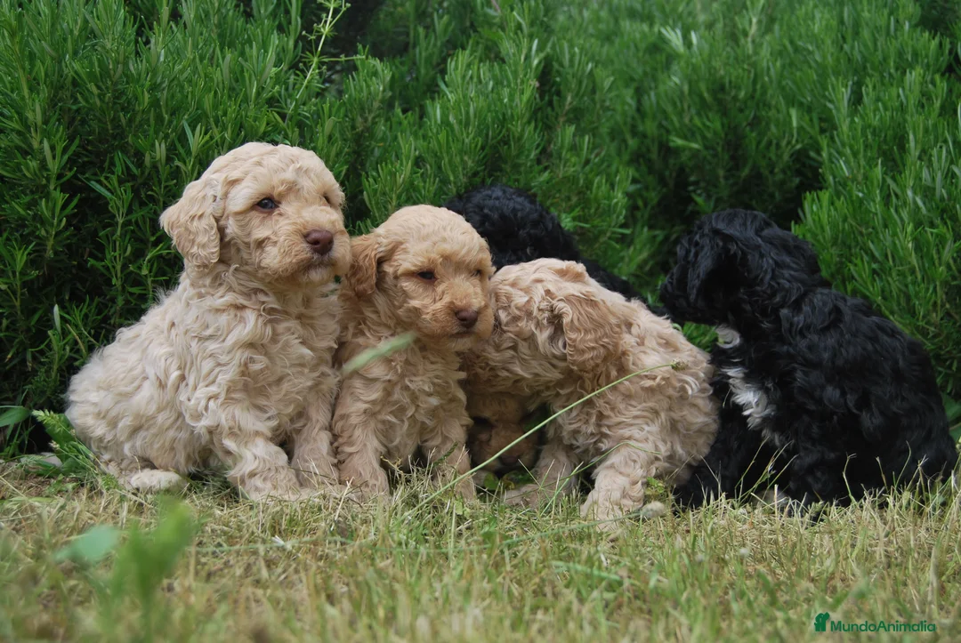 Caniche Toy perros en venta: Cachorros de Caniche toy y enano en Madrid - Anuncio 3