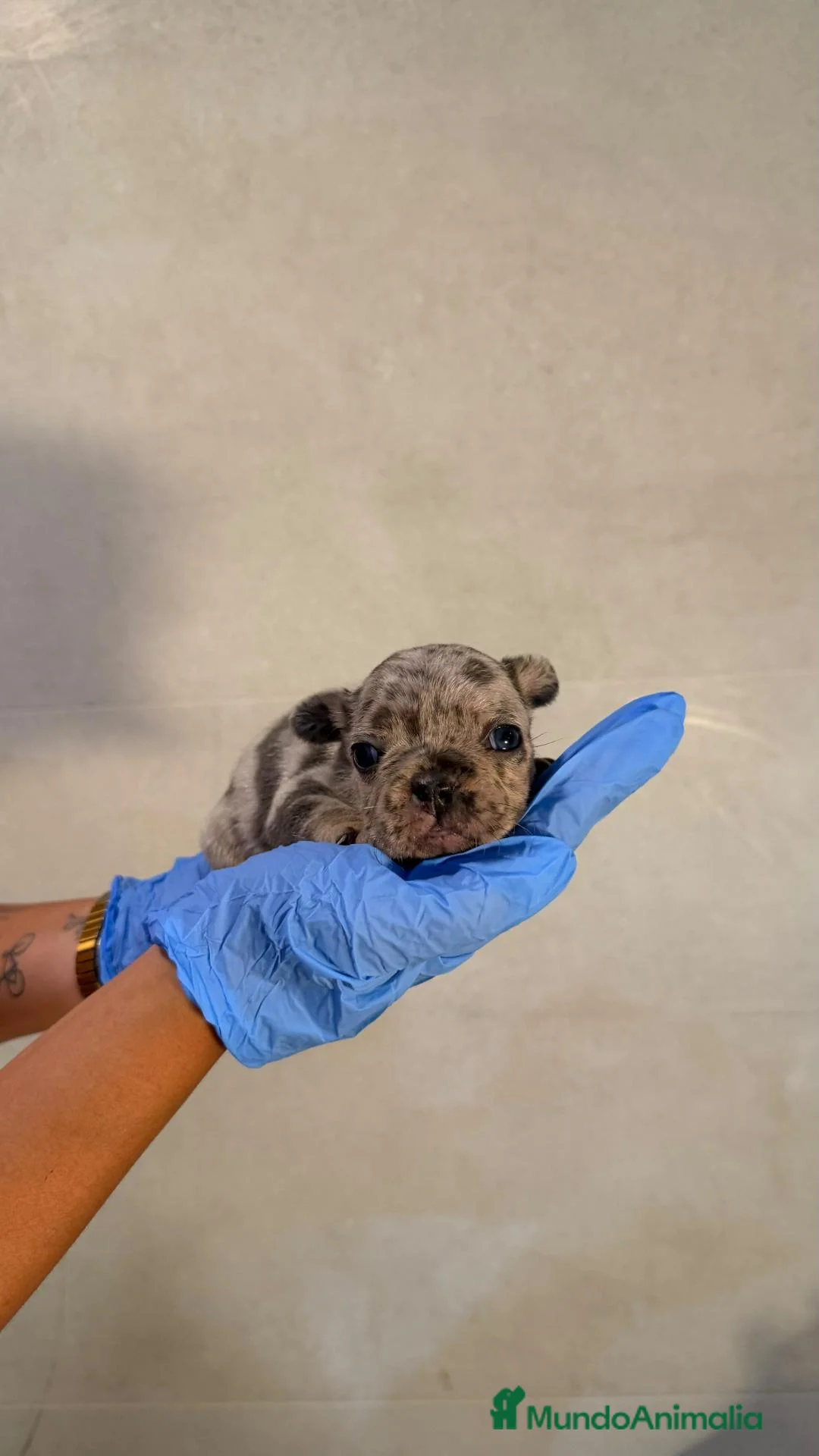 Bulldog Francés perros en venta: BULLDOG FRANCÉS MERLE 💖🐶 CAMADA - Anuncio 2