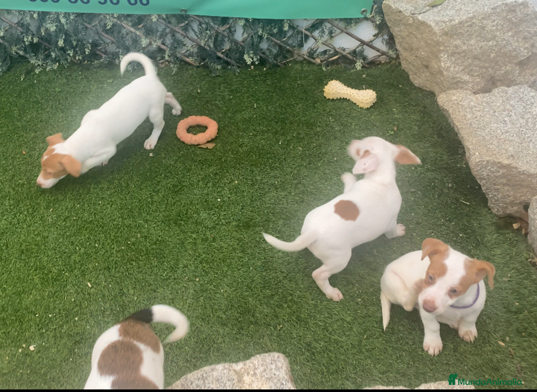 Jack Russell Terrier perros en venta: JACK RUSSELL, CRIADERO, CACHORROS - Imagen 1