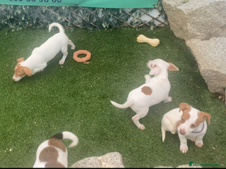 Jack Russell Terrier perros - Anuncio 6