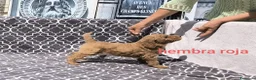 Caniche Gigante perros en venta: Caniches gigantes  - Anuncio 8