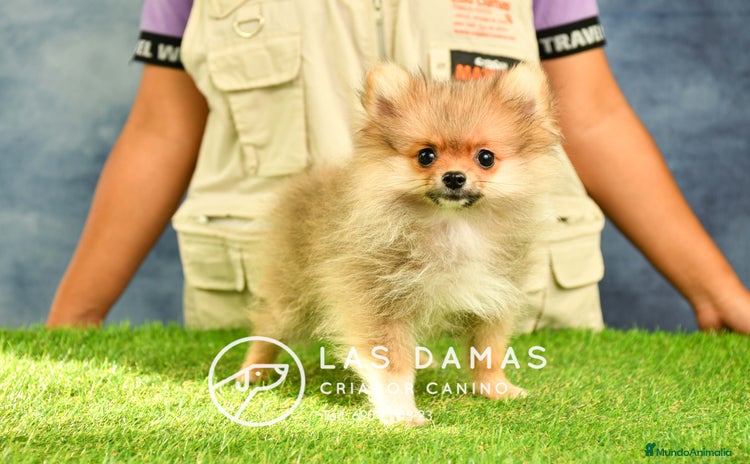 Pomerania perros en Rubena - Propaganda 4