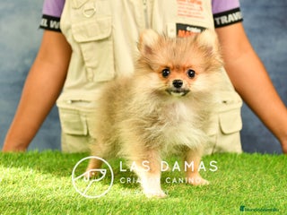 Pomerania perros en Rubena - Anuncio 28