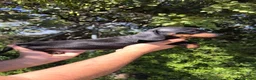 Teckel Miniatura perros en venta: Teckel miniatura guapísimos ❤️💯💙 - Anuncio 18