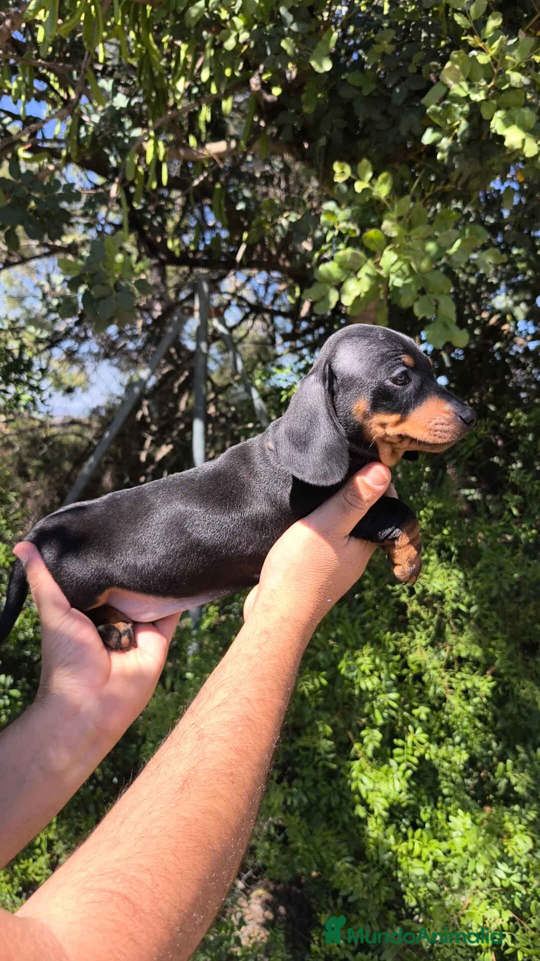 Teckel Miniatura perros en venta: Teckel miniatura guapísimos ❤️💯💙 - Anuncio 18