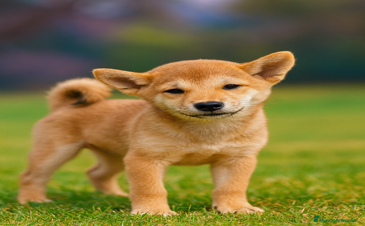 Shiba Inu perros - Anuncio 14