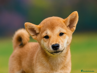 Shiba Inu perros - Anuncio 2