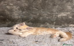 Maine Coon gatos en venta: Maine Coon Black Humo - Imagen 23