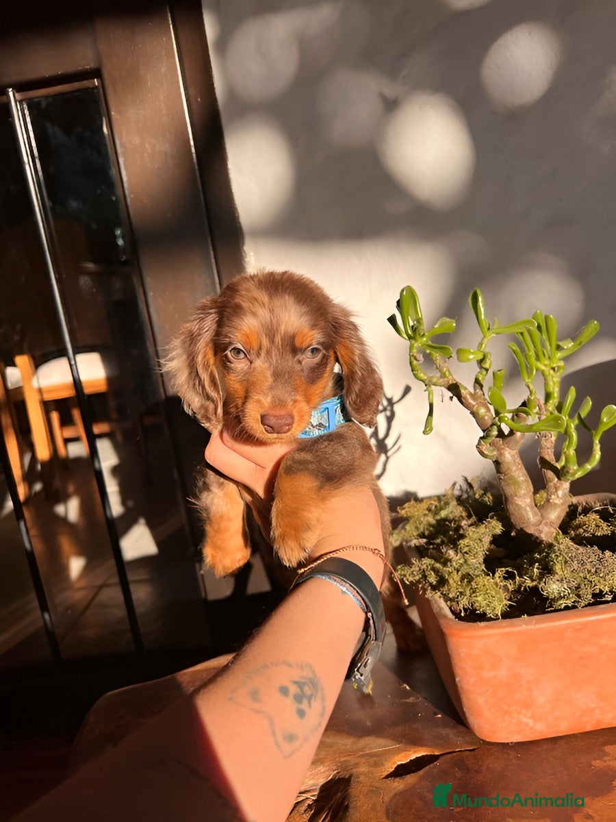 Teckel Miniatura perros TECKEL CALIDAD SUPREMA !  - Anuncio 1