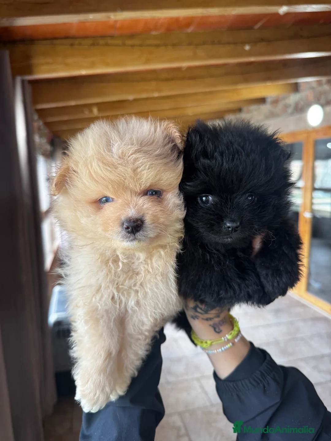 Pomerania perros en venta: Pomerania de categoría superior en Illes Balears - Anuncio 3