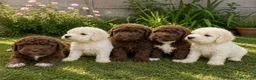 Perro de Agua Español perros en venta: Cachorros de agua - Anuncio 3
