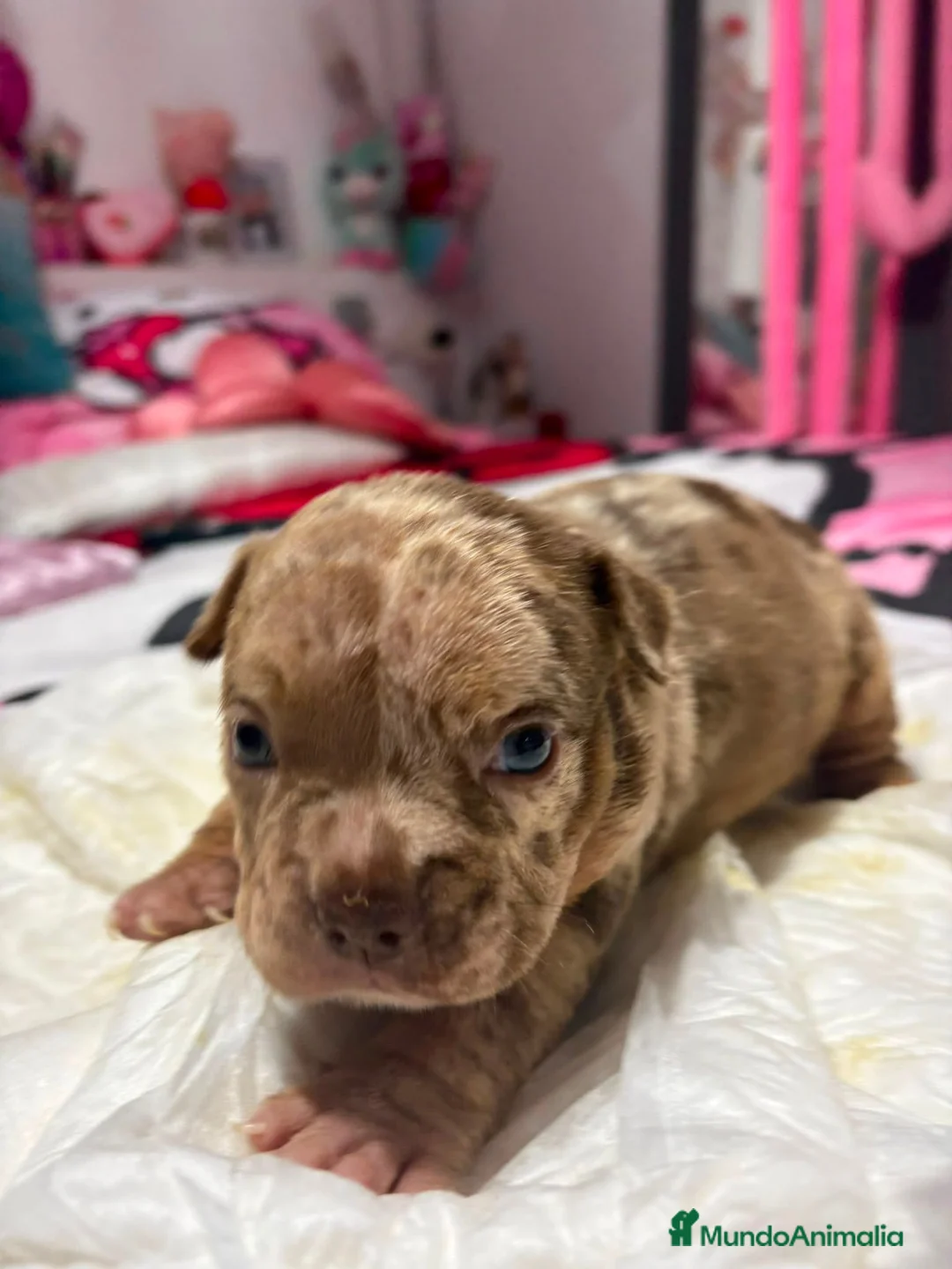 American Bully perros en venta: AMERICAN BULLY POCKET - Anuncio 2