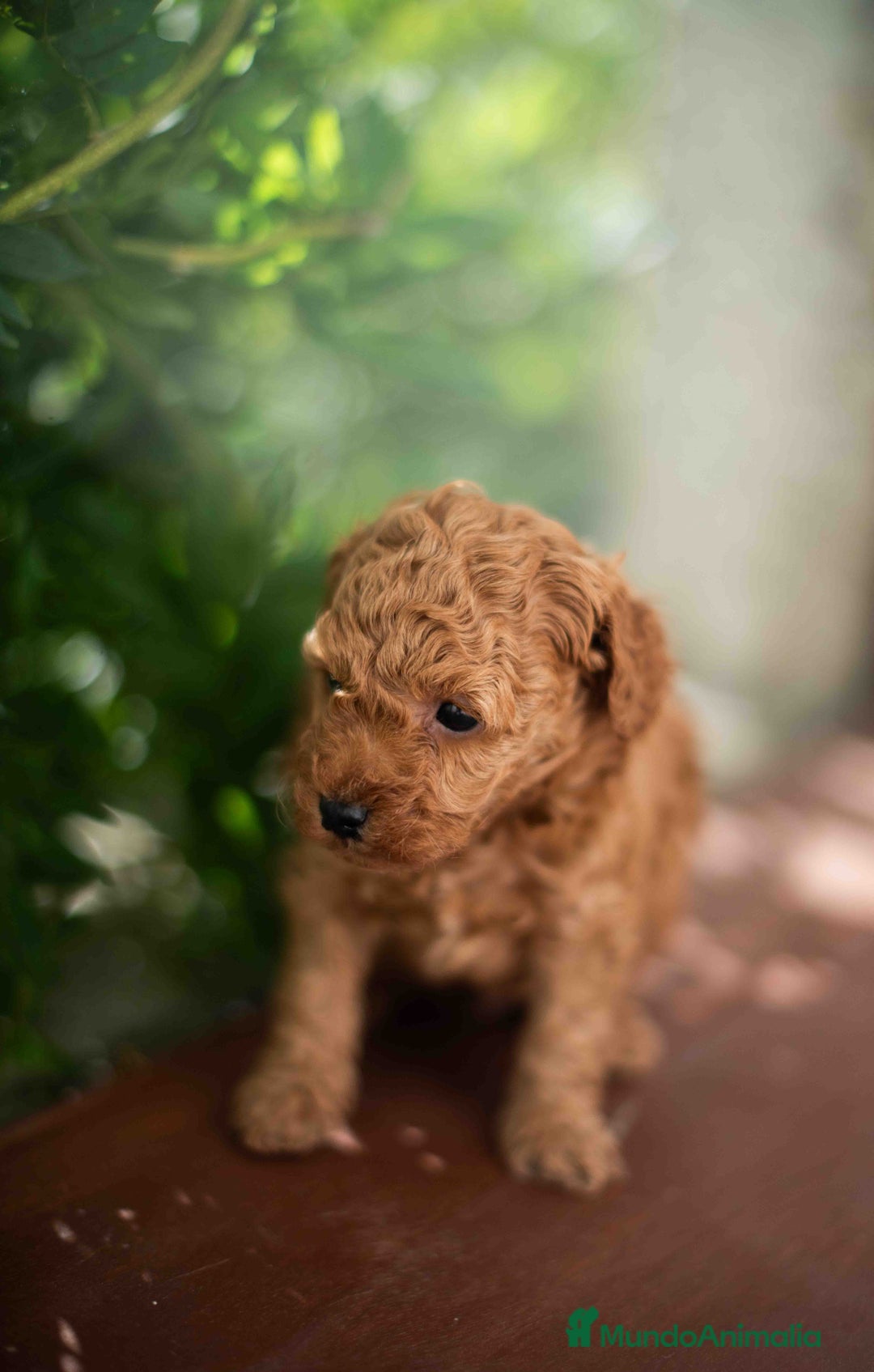 Caniche Toy perros en venta: Caniche toy macho - Imagen 10