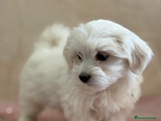 Bichón Maltés perros - Anuncio 20