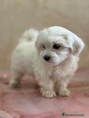 Bichón Maltés perros - Anuncio 14