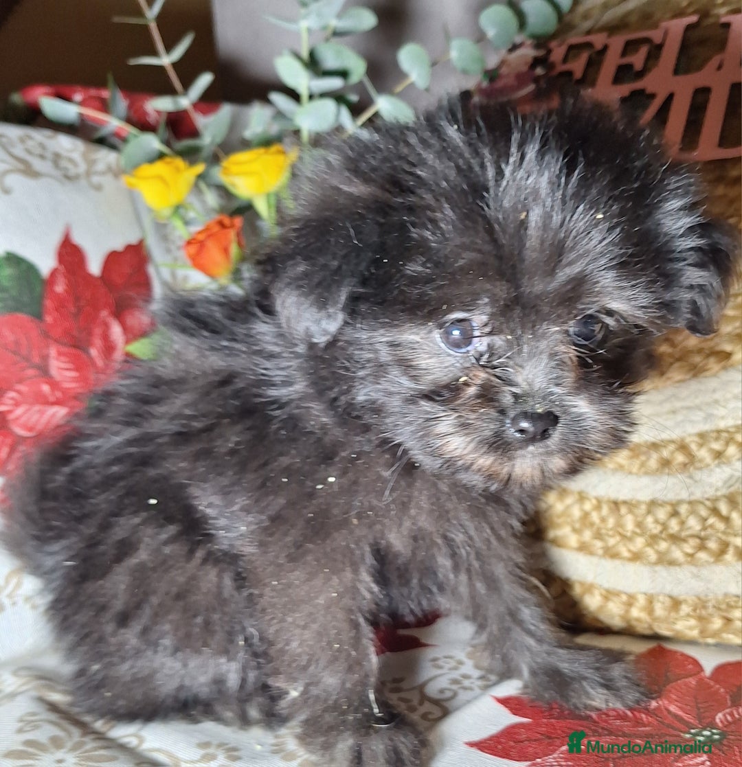 Raza Mixta perros en venta: MALTIPOO  - Anuncio 6