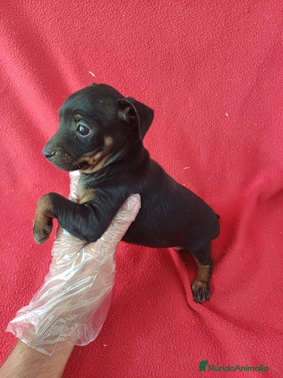 Pinscher Miniatura perros en venta: Pincher Miniatura  - Imagen 2