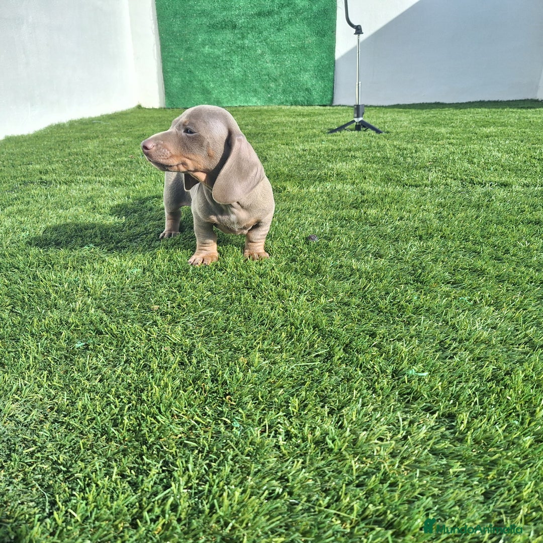 Teckel Miniatura perros en venta: TECKEL MINIATURA ISABELA - Imagen 2
