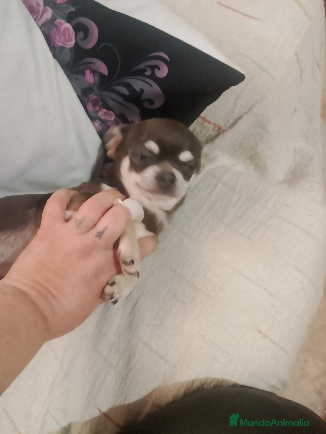 Chihuahua perros en venta: Preciosa chihuahua super toy Merle  - Anuncio 6