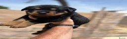 Rottweiler perros en venta: Rottweiler - Anuncio 6