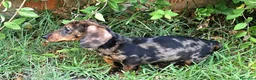 Teckel perros en venta: cachorro teckel arlequin - Anuncio 1