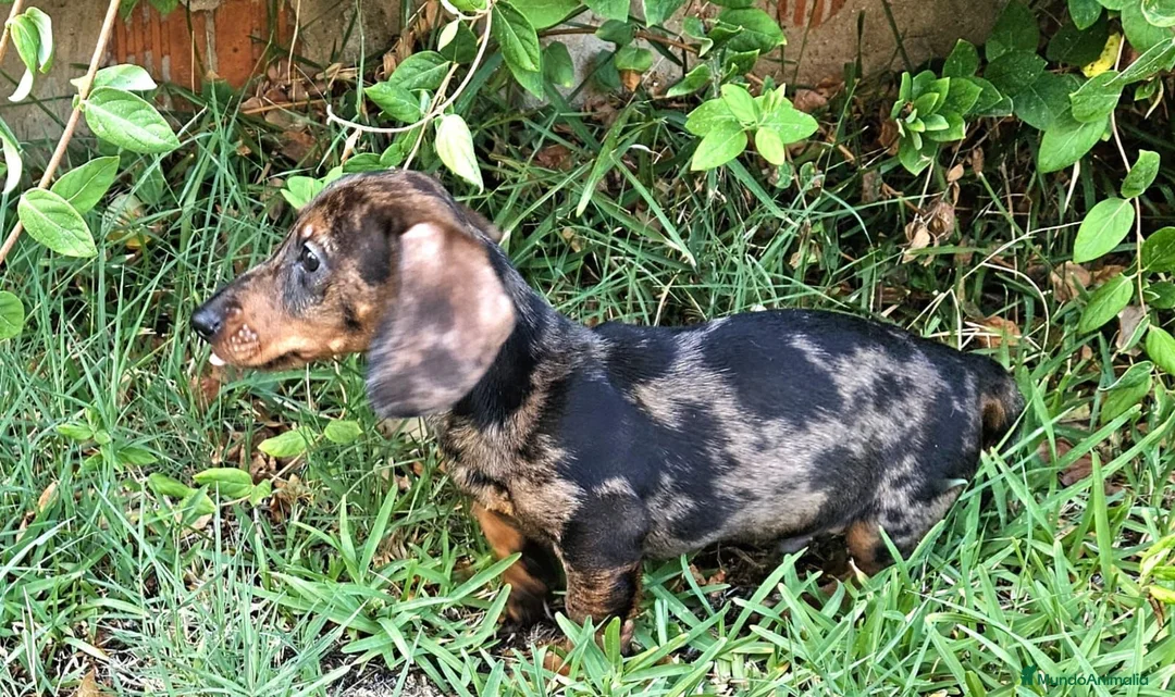 Teckel perros en venta: cachorro teckel arlequin - Anuncio 1