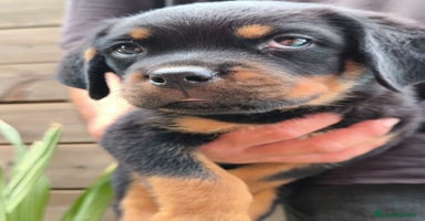 Rottweiler perros - Anuncio 1