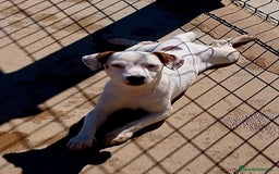 Jack Russell Terrier perros en venta: Jack Russell - Imagen 3