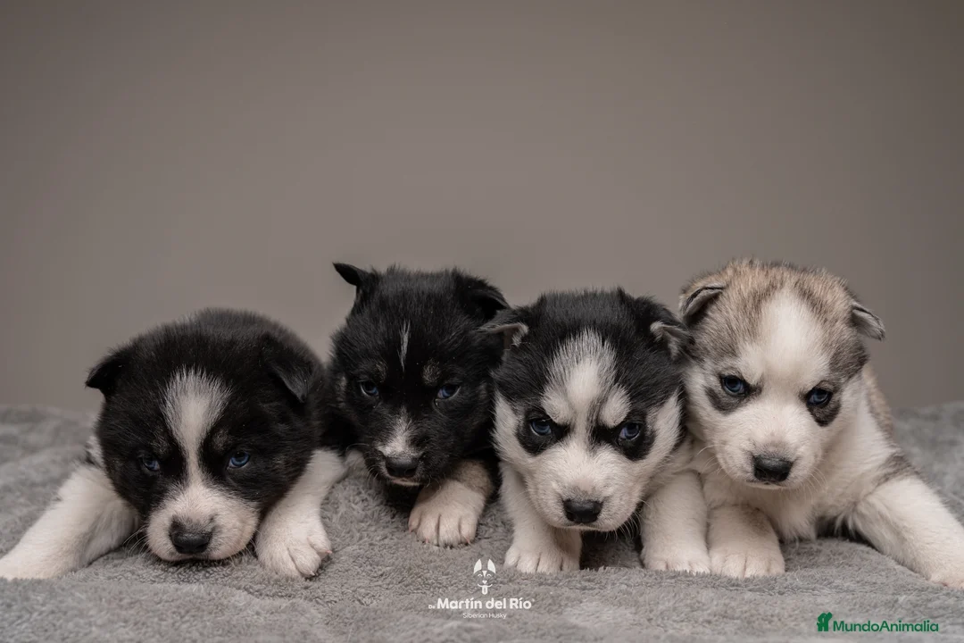 Husky Siberiano perros en venta: Cachorros HUSKY SIBERIANO en Barcelona - Anuncio 2
