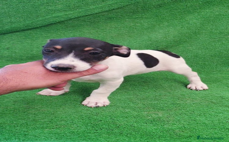 Jack Russell Terrier perros - Propaganda 11