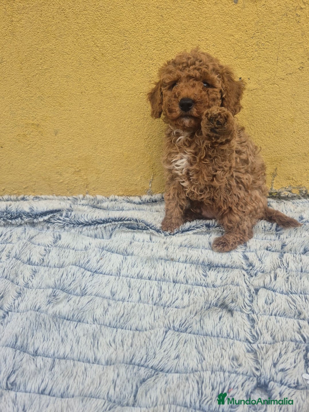 Caniche Toy perros en venta: Caniche toys macho  - Anuncio 2