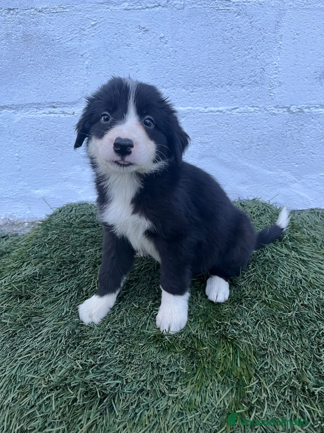 Border Collie perros en venta: Cachorros de Border collie  - Anuncio 1