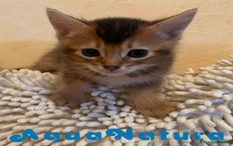 Abisinio gatos en venta: Abisinio Macho de Santa 1835 - AQUANATURA en Barcelona - Imagen 6
