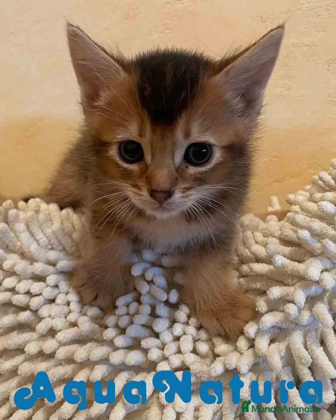 Abisinio gatos en venta: Abisinio Macho de Santa 1835 - AQUANATURA en Barcelona - Imagen 6