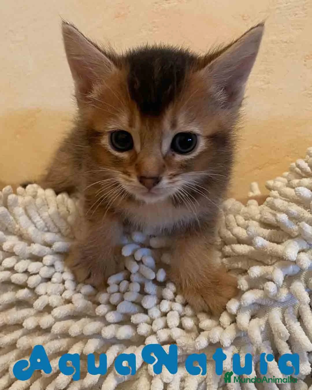 Abisinio gatos en venta: Abisinio Macho de Santa 1835 - AQUANATURA en Barcelona - Anuncio 6