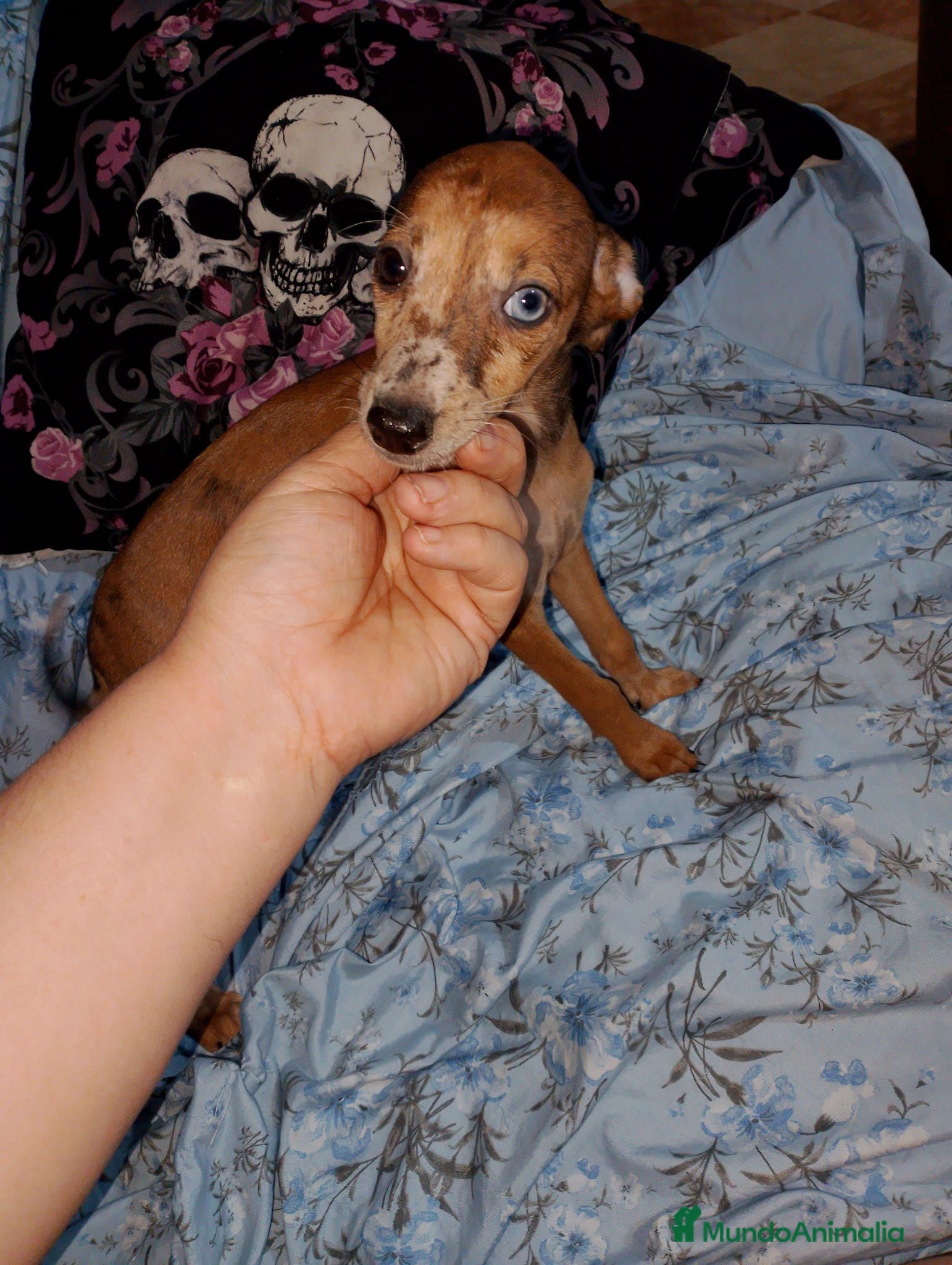 Raza Mixta perros Greyhuahua solo quedan los Merle y uno marrón  - Anuncio 28